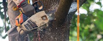 Best Emergency Tree Removal  in Laredo, TX