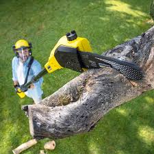 Best Organic Lawn Care Solutions  in Laredo, TX