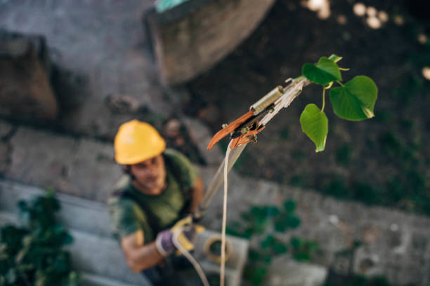 Best Tree Disease Treatment  in Laredo, TX