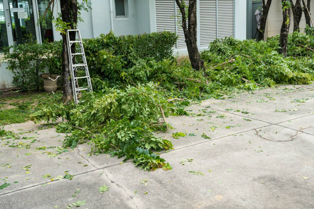 Best Tree Trimming and Pruning  in Laredo, TX