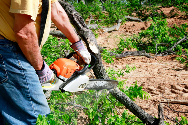 Best Tree Preservation Services  in Laredo, TX